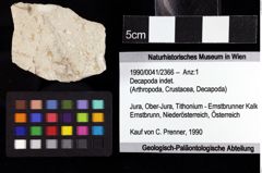 Foto (Objket + Etiketten) von Decapoda indet. 